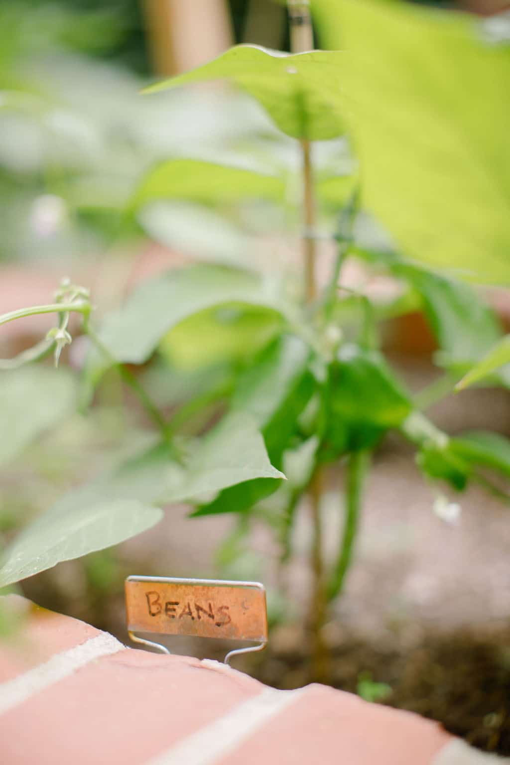 Beans Stalks